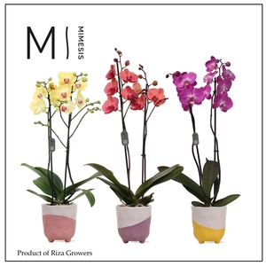 Mimesis Phal. Mix - 2 spike 12cm in Gabby mix ceramic