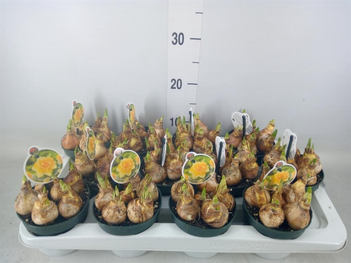 <h4>Narcissus   ...</h4>