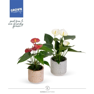 Anthurium - KARMA Red and White | Sierpot Florence | Veenvrij