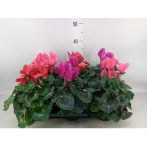 Cyclamen GR 'XL'
