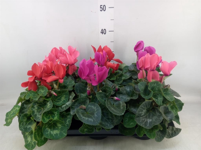 <h4>Cyclamen GR 'XL'</h4>
