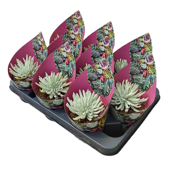 <h4>DUDLEYA VIRENS HASSEI - POT Ø 10,5 WITH POTCOVER (SUCCULENTEN)</h4>