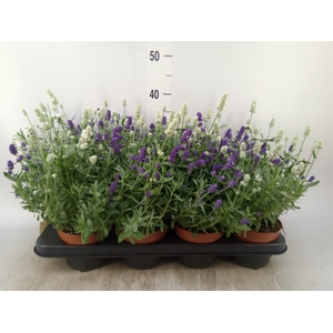 Lavandula stoec. 'Flirt'