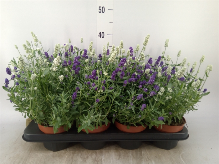 <h4>Lavandula stoec. 'Flirt'</h4>