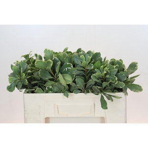 Pittosporum Ilan