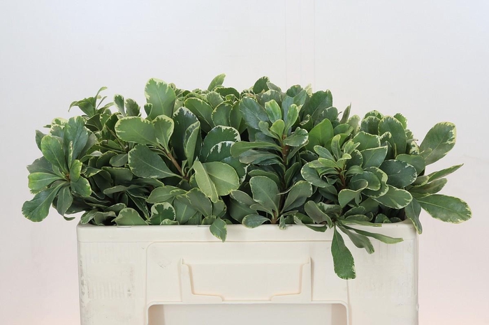 <h4>Pittosporum Ilan</h4>