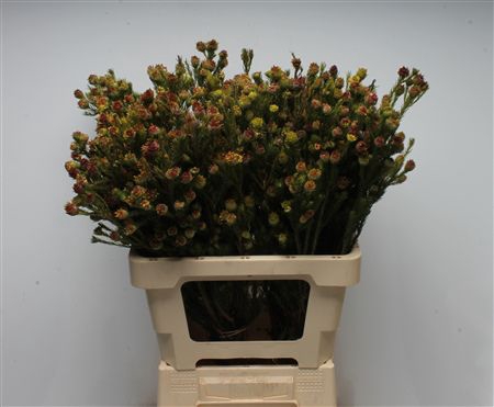 <h4>Leucad Laxum</h4>