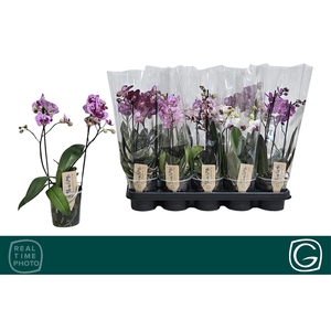 PHAL MF GEM 4 KL