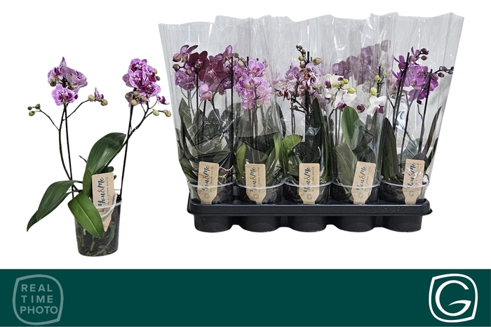 <h4>PHAL MF GEM 4 KL</h4>