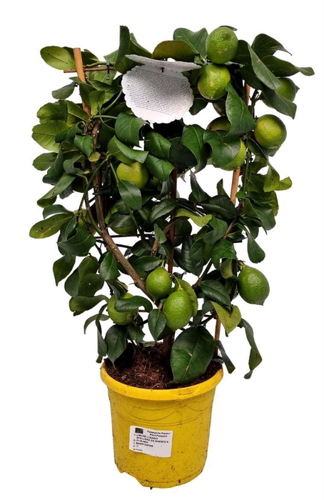 <h4>Citrus Lemon Lunario Grafted Trellis</h4>