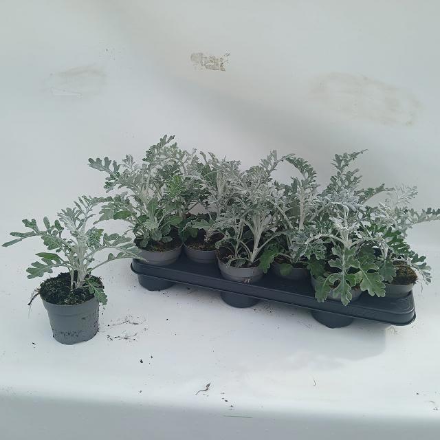 <h4>JACOBAEA MARITIMA</h4>