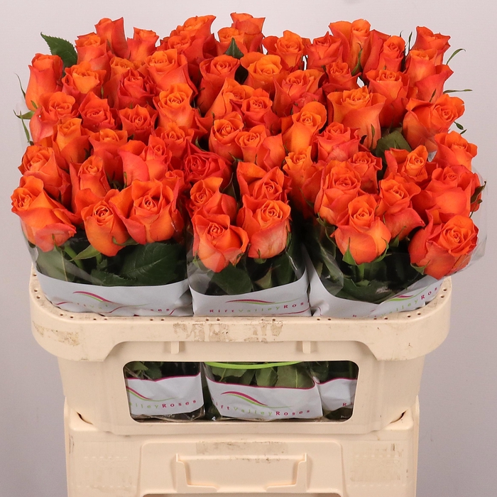 <h4>Rosa gr Orange Wave</h4>
