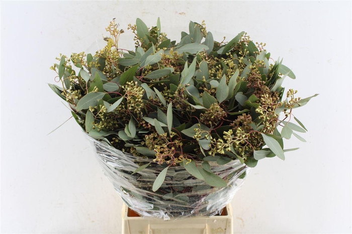 Euca Populus Berry Cones 300 Gram