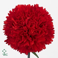 Di St Red