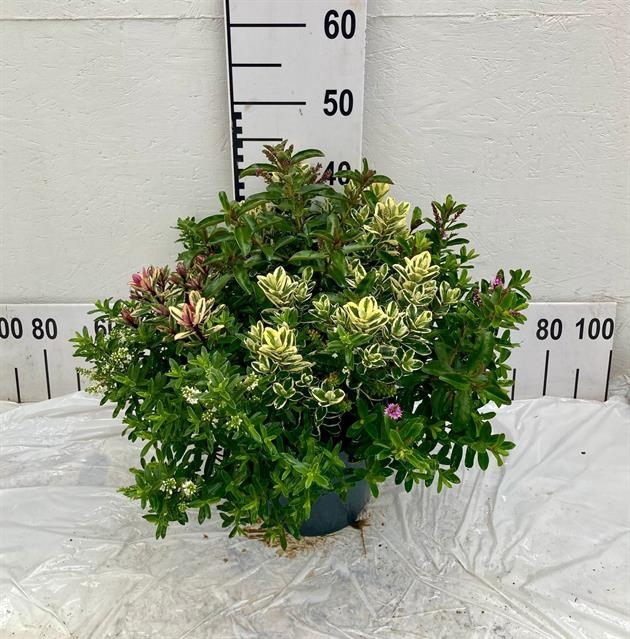 Hebe Flowering mix 23Ø 45cm