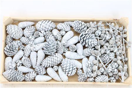 <h4>PINECONE MIX WAX WHITE</h4>