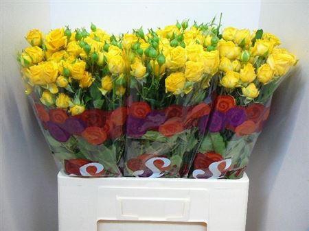 <h4>R Tr Tarantella</h4>