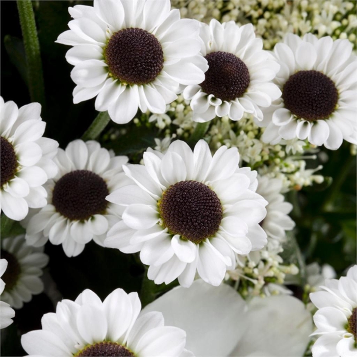 <h4>CHR SAN YI YAN</h4>