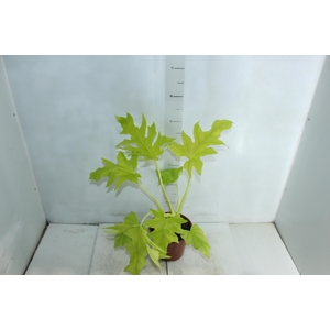 PHILODENDRON SELLOUM GOLD P17