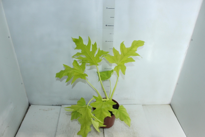 <h4>PHILODENDRON SELLOUM GOLD P17</h4>