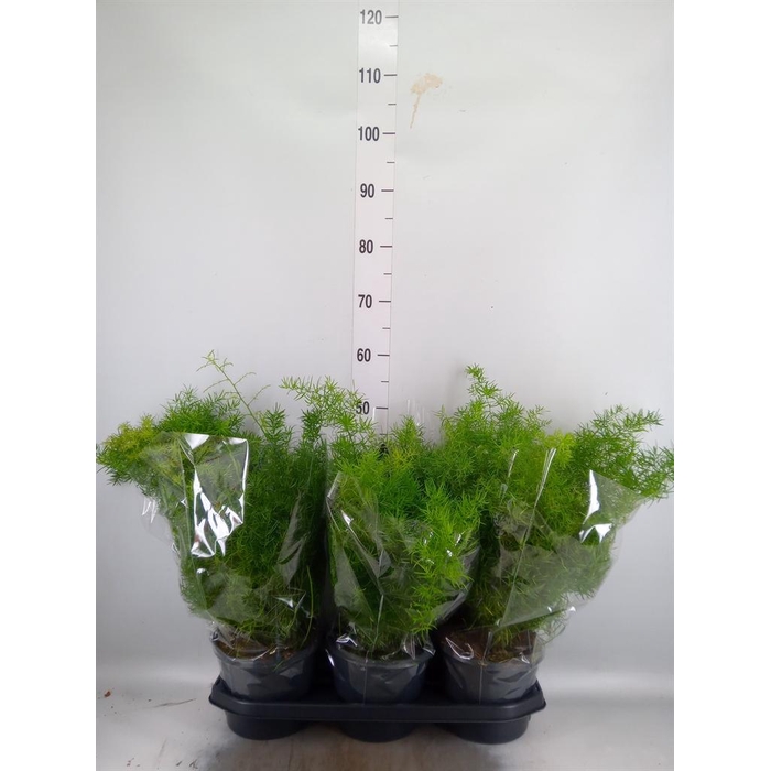 <h4>Asparagus dens. 'Sprengeri'</h4>