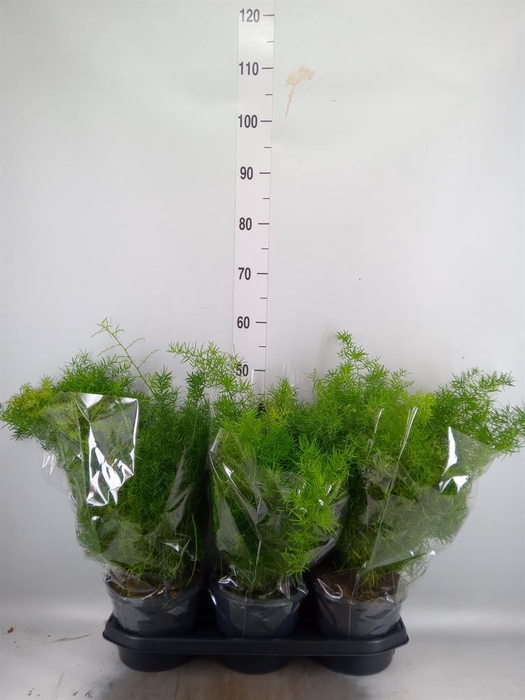 Asparagus dens. 'Sprengeri'