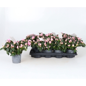 RHODO SI MICHELLE-MA