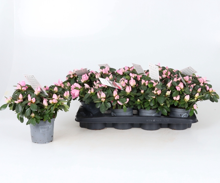 <h4>RHODO SI MICHELLE-MA</h4>