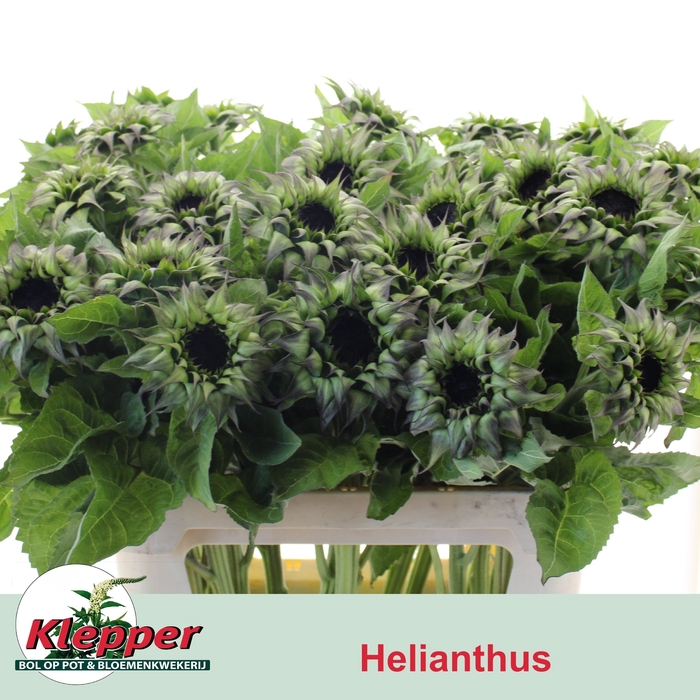 <h4>Heli Overig Klepper</h4>