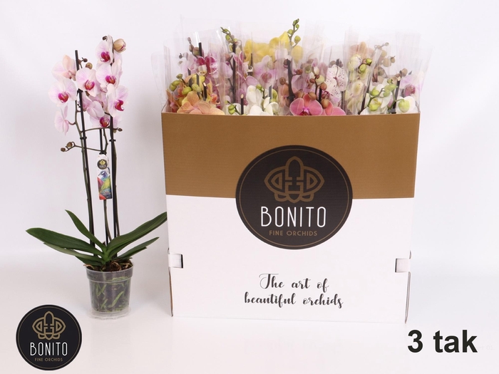 <h4>PHAL GEM 5 KL</h4>