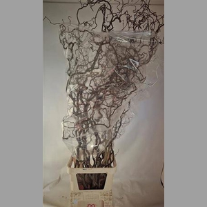 Corylus Av Contorta Super