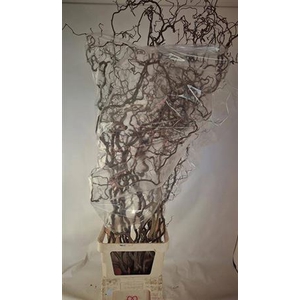 Corylus Av Contorta