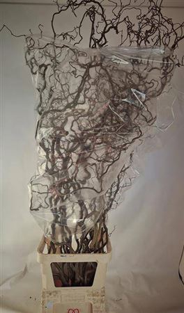 <h4>Corylus Av Contorta</h4>