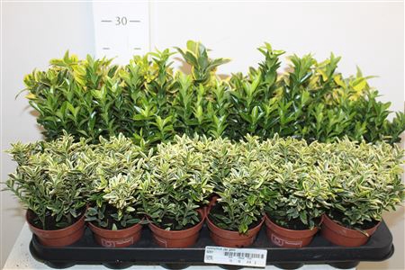 <h4>Euonymus Jap Gem</h4>