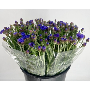 Centaurea Cyanus