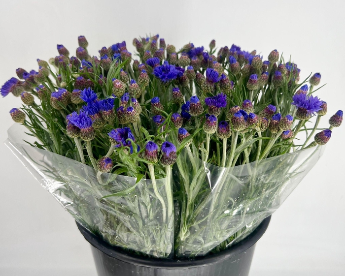 <h4>Centaurea Cyanus</h4>