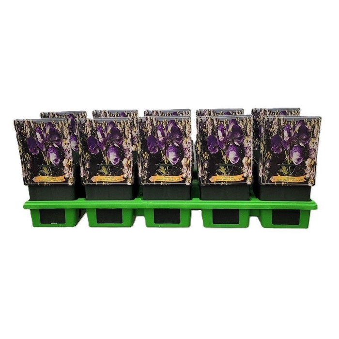 <h4>Aconitum ...</h4>