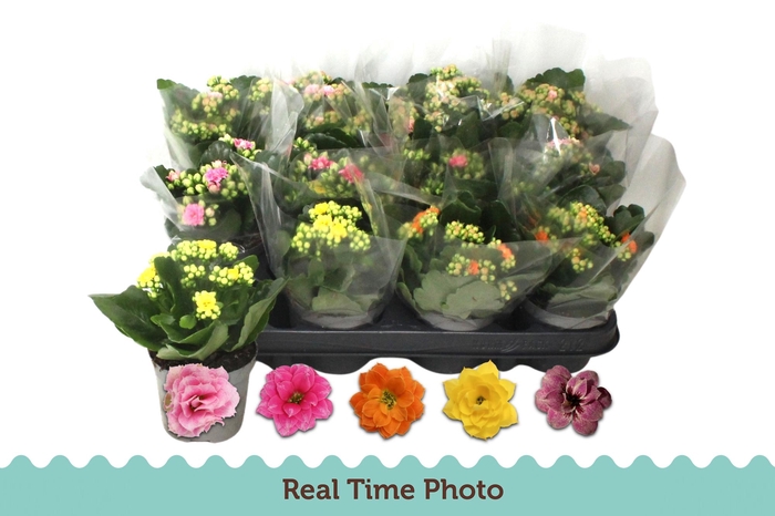 <h4>KAL GE GEM 5 KL</h4>