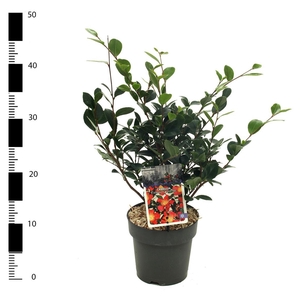 Camellia jap. 'Yuletide'