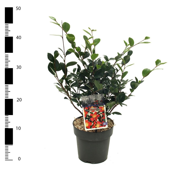 <h4>Camellia jap. 'Yuletide'</h4>