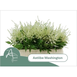 ASTIL JA WASHINGTON