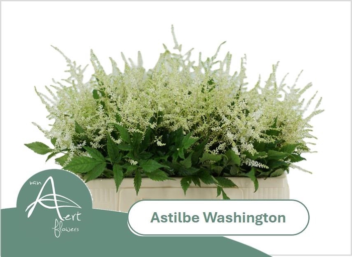 <h4>ASTIL JA WASHINGTON</h4>