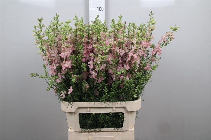 <h4>Cons R Q Light Pink</h4>