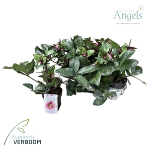 Helleborus Frostkiss Charmer p15