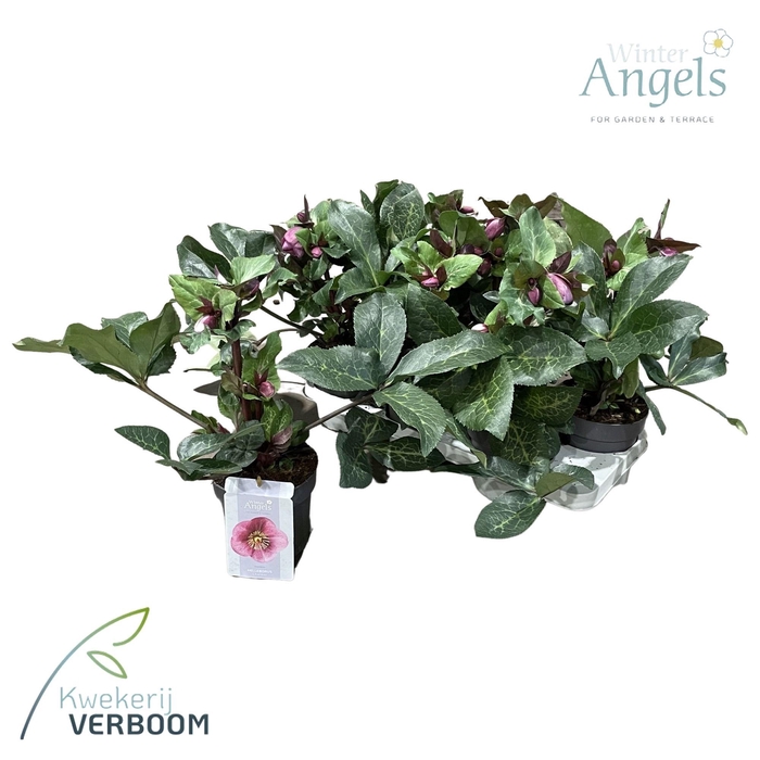 <h4>Helleborus Frostkiss Charmer p15</h4>
