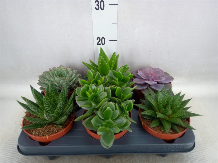 <h4>Succulents   ...mix 6</h4>