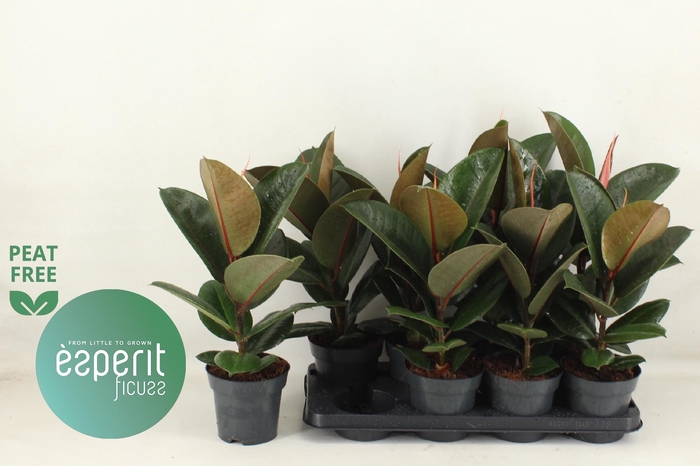 <h4>FIC EL ROBUSTA</h4>