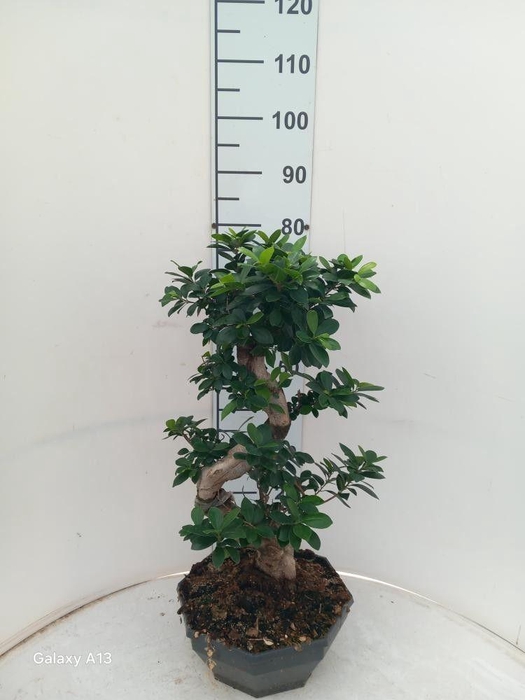 <h4>FIC MI GINSENG</h4>