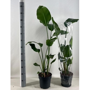 STRELITZIA NICOLAI