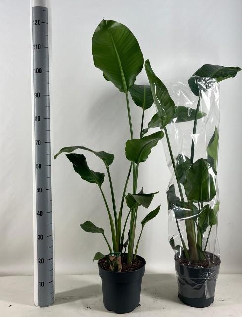 <h4>STRELITZIA NICOLAI</h4>